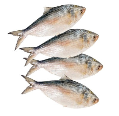 চাঁদপুরের ইলিশ মাছ ৪ পিস্