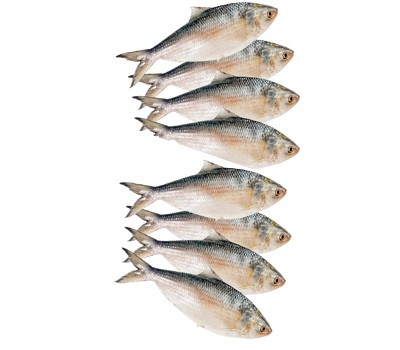 চাঁদপুরের ইলিশ মাছ ১২ পিস্