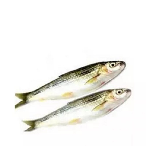 টাটকিনি মাছ ৫০০ গ্রাম