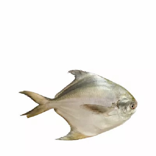 রূপচাঁদা মাছ মাঝারি ৫০০ গ্রাম